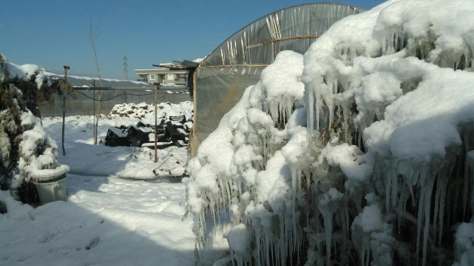 Çiçeklerin üzerine çöken seralar büyük hasar oluşturdu
