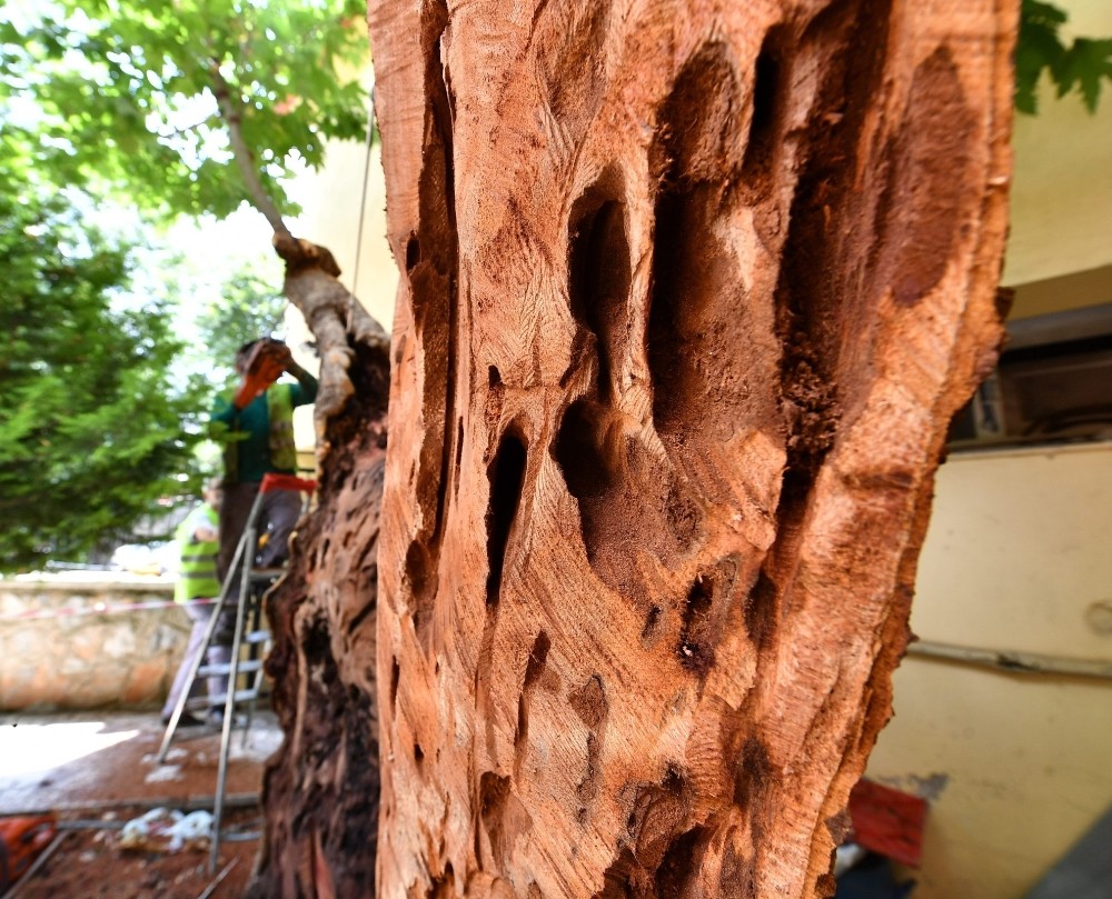 Anıt ağaçlara