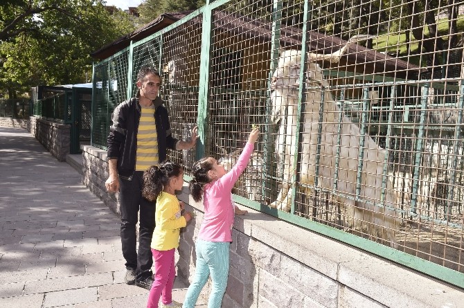 Evcil hayvanlar parkı, ziyaretçilerini ağırlıyor