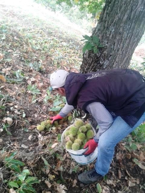 Ödemiş kestaneleri 10 liradan en çok İtalya’ya ihraç ediliyor
