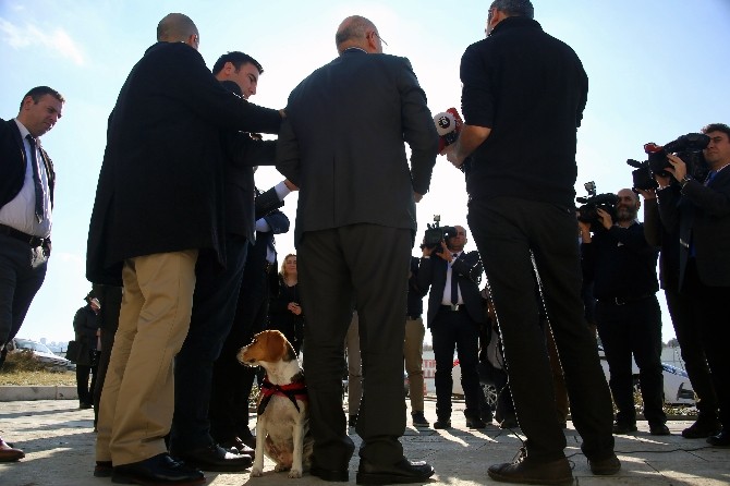 CHP’li vekil Tanal, beagle cinsi köpekle basın toplantısı düzenledi
