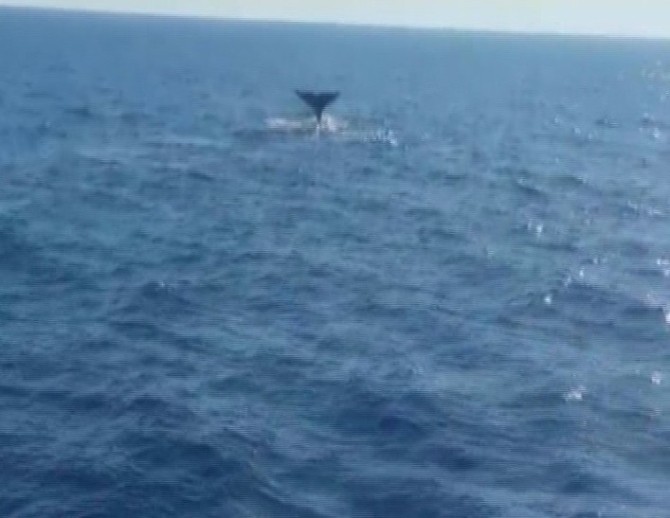 Sevimli balina çifti Marmaris sularında
