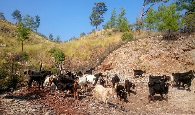 Ormanda Keçilere Arı Tülü Önlem