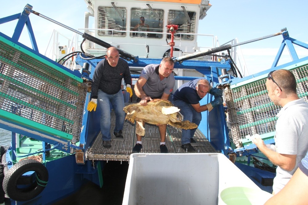 Oltaya takılan caretta caretta kurtarıldı