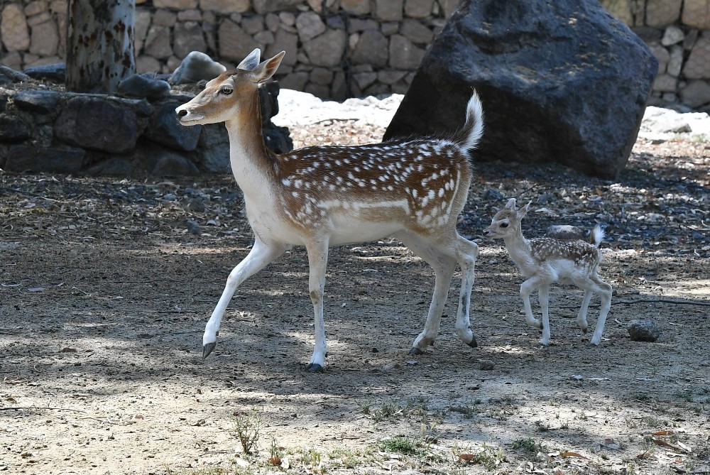 Bu da İzmirli Bambi