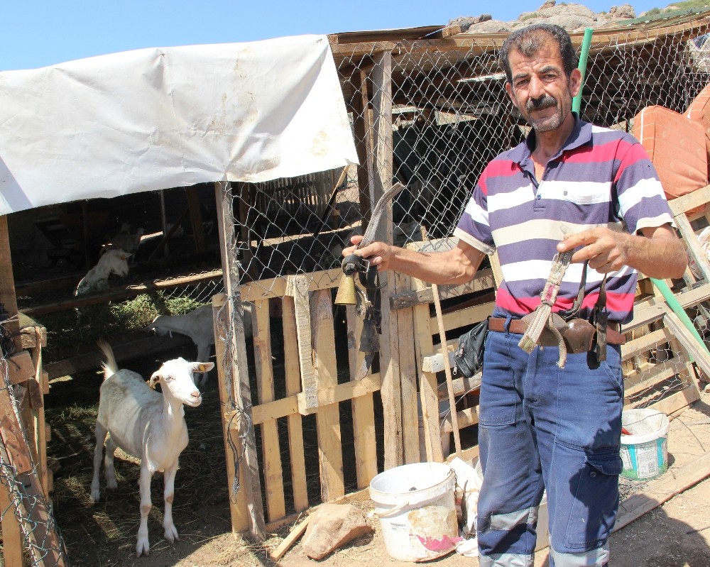 Çalınan keçilerden geriye zilleri kaldı