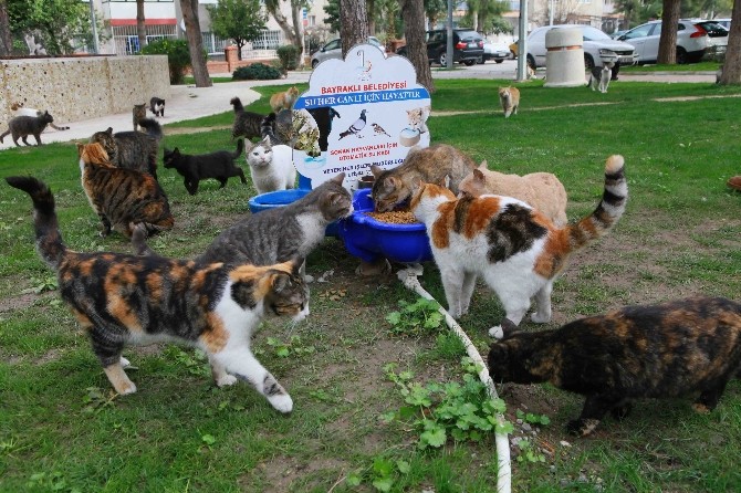 Can dostlara 5 yıldızlı hizmet