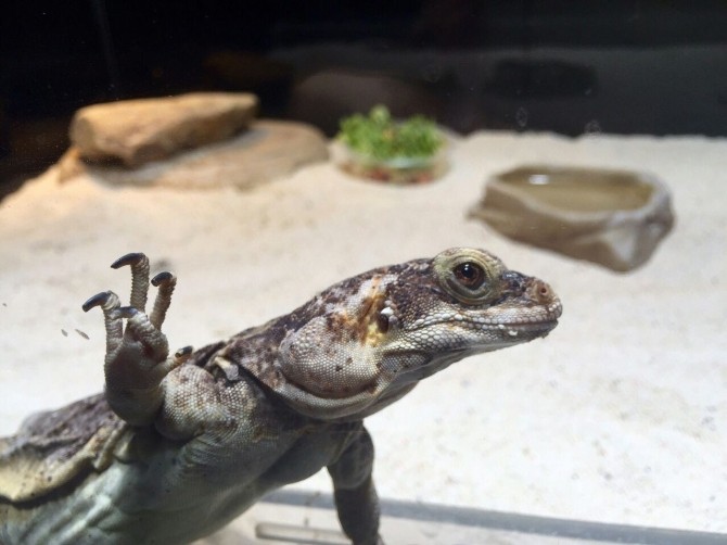 Chuckwalla, Adrenalin Dünyasında meraklılarını bekliyor
