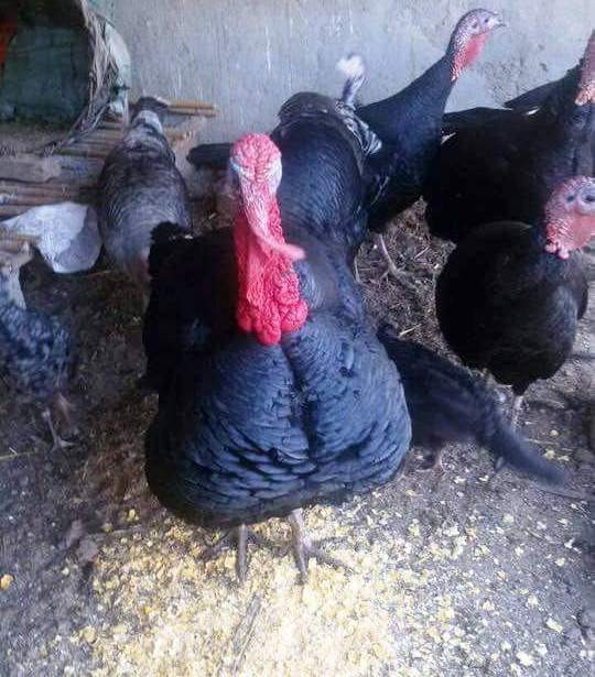 YILBAŞI HİNDİLERİNİN FİYATI 135 TL'Yİ BULDU