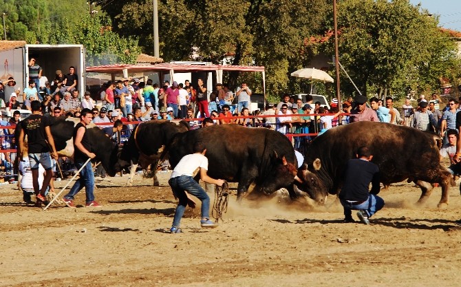 Boğalar spor için güreşti