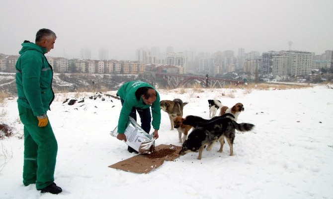 Bir haftada bir ton kuru mama
