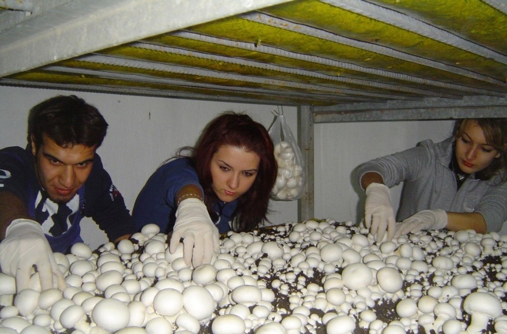 ’Mantarcılık’ sektörü öğrencilerini bekliyor
