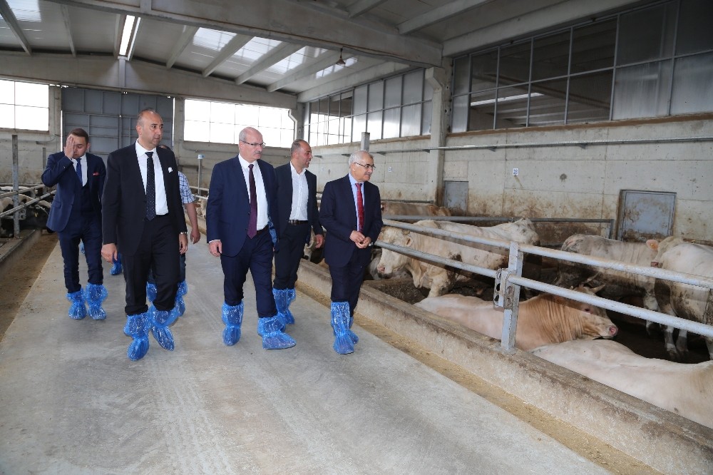 ATO Başkanı Baran Sincan Hayvancılık Bölgesini ziyaret etti