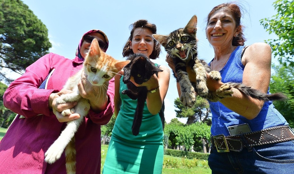 Sokak kedileri ve köpekleri yeni yuvaya kavuşuyor