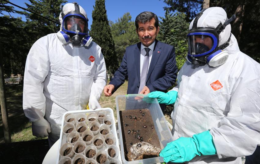 ORMANLAR TERMİNATÖR BÖCEKLERE EMANET