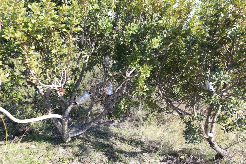 İzmir’e 200 bin dekarlık sakız ormanı