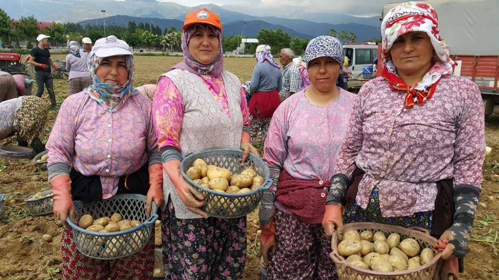 Patateste bahar bereketi