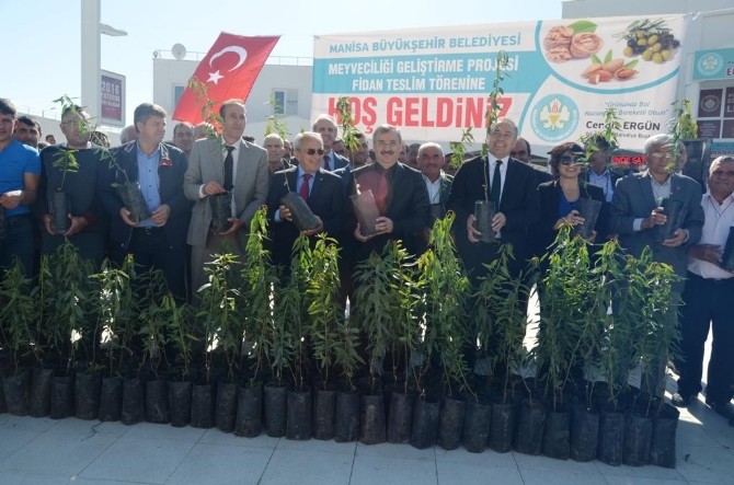 Büyükşehirden Selendili çiftçilere fidan desteği