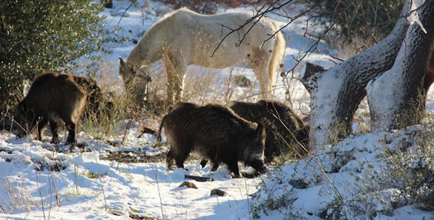 DOMUZLAR İZMİR'E İNDİ