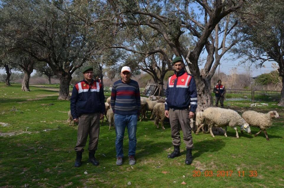 Hayvan hırsızları suçüstü yakalandı