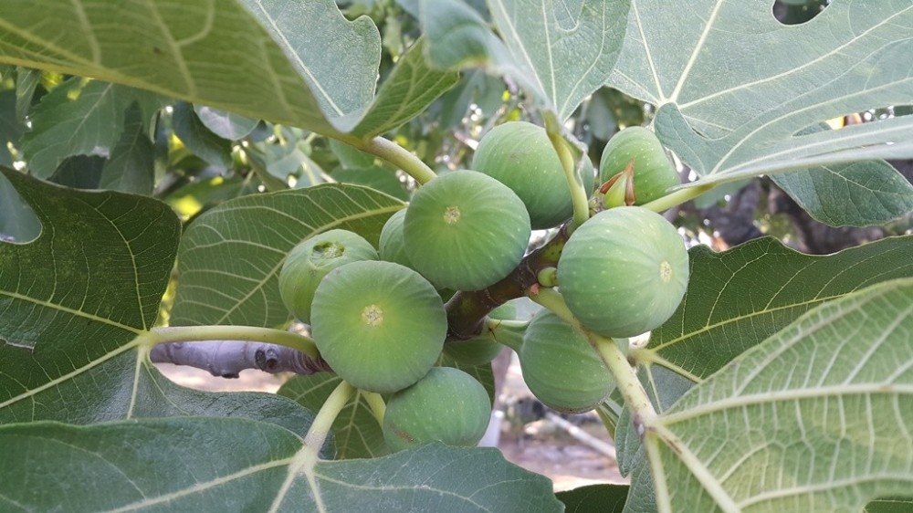 Ödemiş inciri 15 güne kadar piyasada
