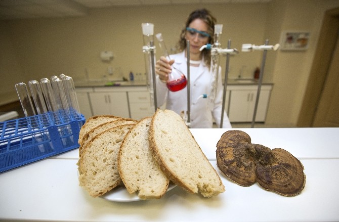 Mucize mantar artık ekmeğe giriyor
