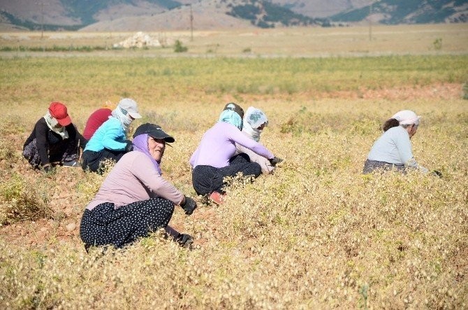 Nallıhan’da yağmur ve güneş nohut üreticisinin yüzünü güldürdü