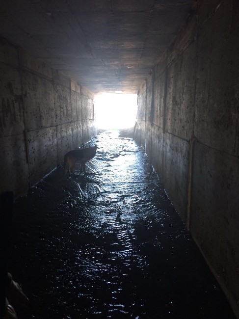 Diyarbakır’da eğitimli köpeklerin tespit ettiği el yapımı patlayıcı imha edildi