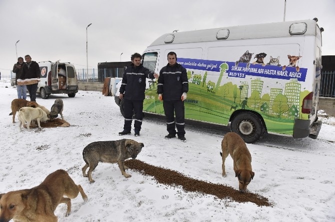 Büyükşehir’den, sokak hayvanlarına yem desteği