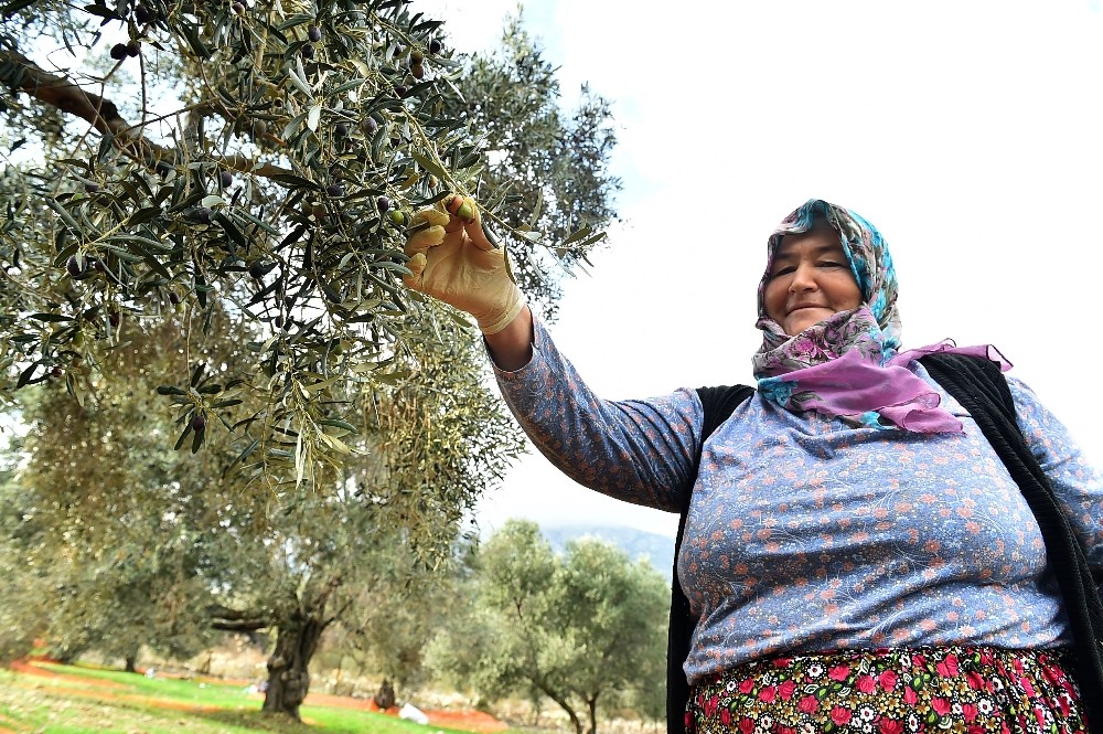 SİNEK TUZAĞA TAKILDI ZEYTİNCİNİN YÜZÜ GÜLDÜ