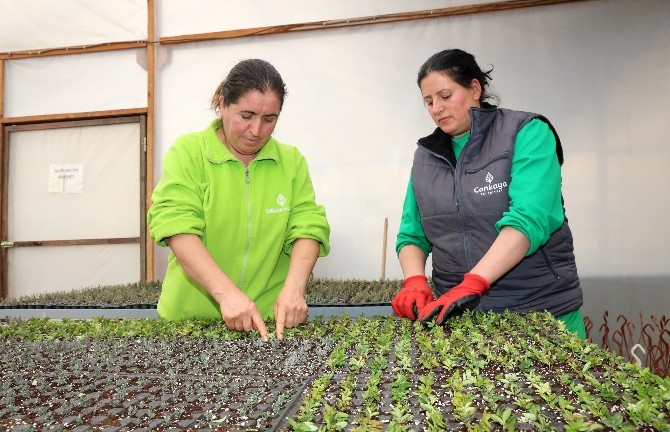 Çankaya’da 500 bin çiçek için hazırlıklar başladı