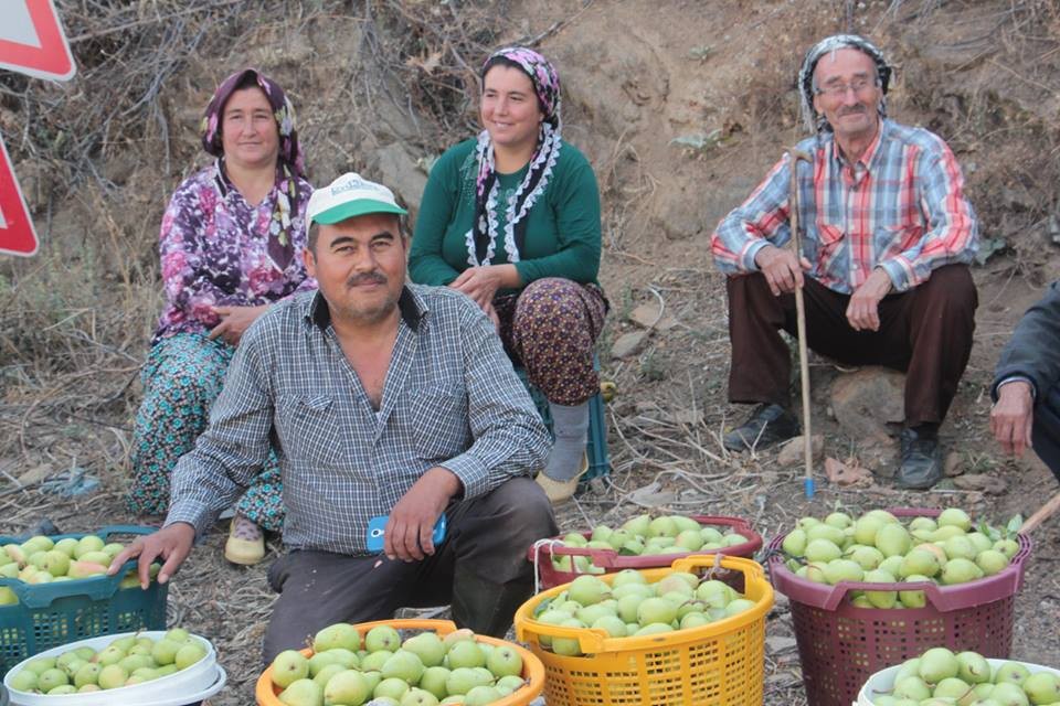 Üreticiler armutlarını satmak için destek istiyor
