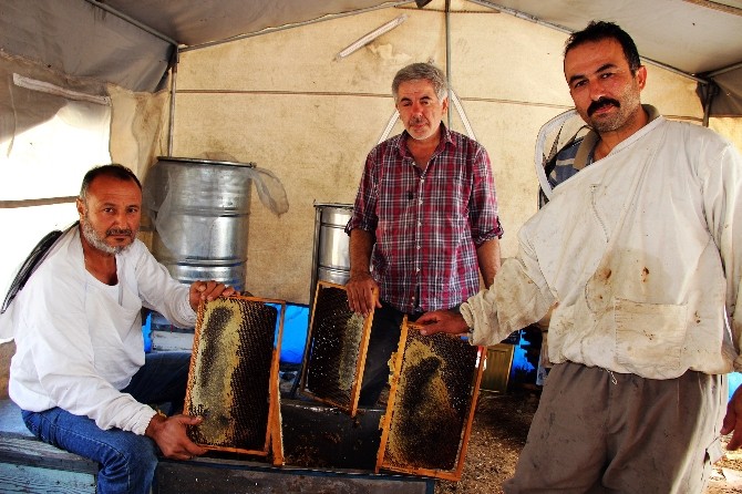 Gezgin arıcılar bal fiyatlarından dertli
