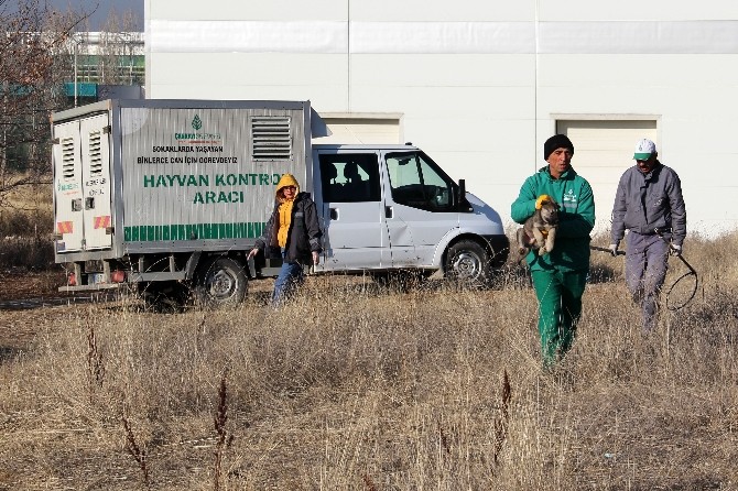 ODTÜ Ormanı’ndan Çankaya barınağına nakil
