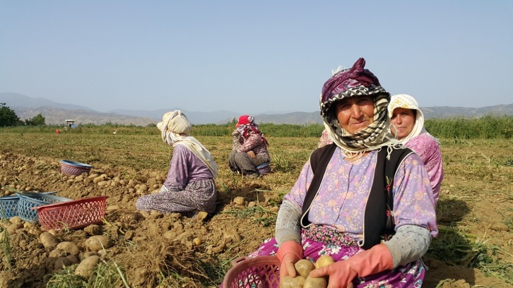 Patates fiyatları düştü, üretici ne yapacağını şaşırdı