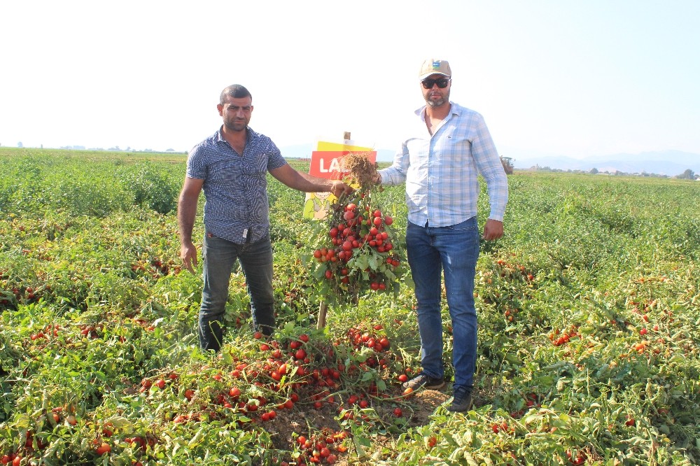 Süper erkenci domates çeşidinin hasadı başladı