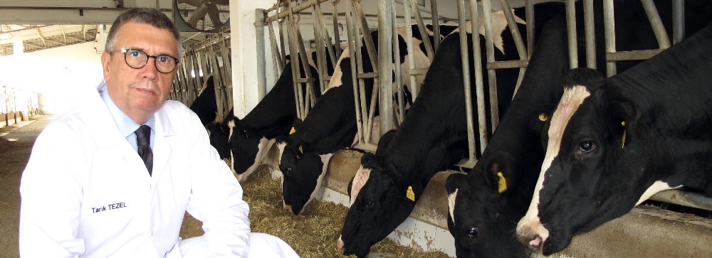 “Kurban Bayramı’nda dişi hayvan kesmeyin
