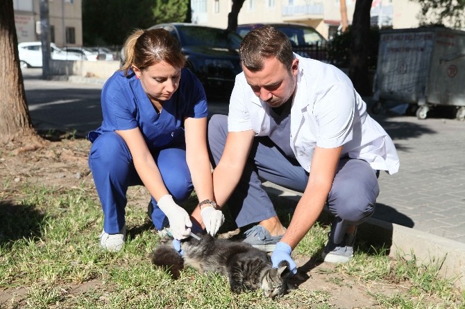 Bayraklı’da kuduz aşısı seferberliği