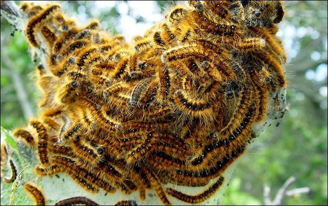 İzmir’de kese tırtılı operasyonu
