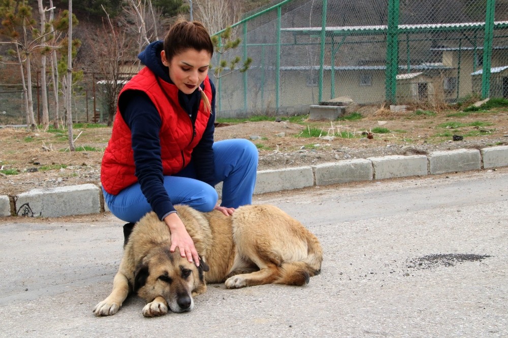 Barınağın yeni ihtiyar heyeti