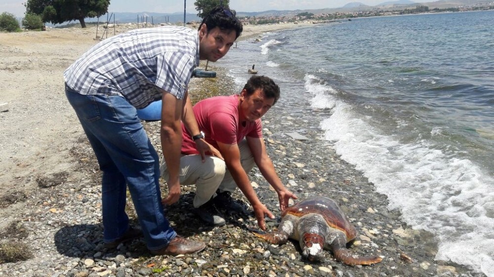 Ölü caretta caretta sahile vurdu
