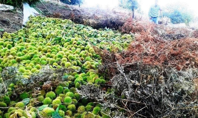 Ödemiş kestanesi İtalya’ya ihraç edildi