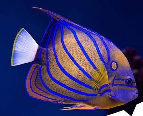 ‘Halkalı Melek Balığı’ Aqua Vega Akvaryum’da ziyaretçilerini bekliyor
