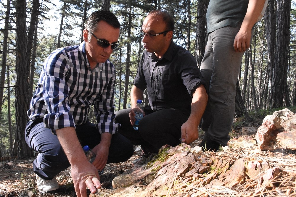 Soğuksu Milli Parkı, milyonlarca yıllık ağaç fosillerine ev sahipliği yapıyor