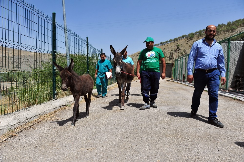 Kadife ve Güllüşah yeni yuvalarına uğurlandı