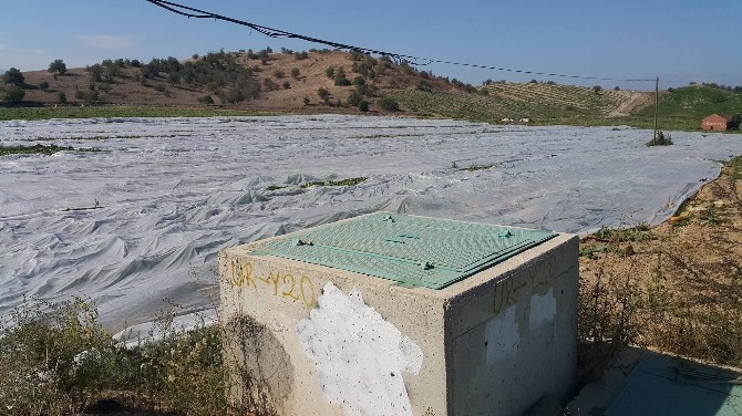 Salatalıklar donmasın diye elyaf örtü
