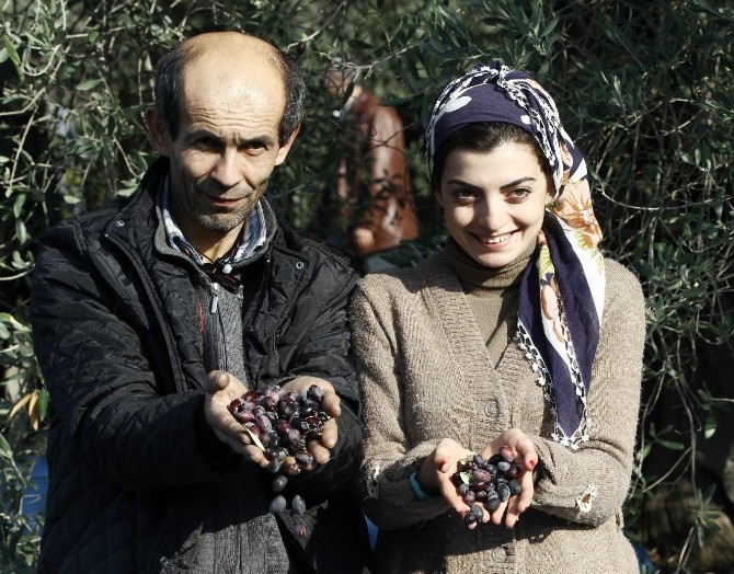 Dünya Zeytin Günü’ne prim desteği damgasını vurdu