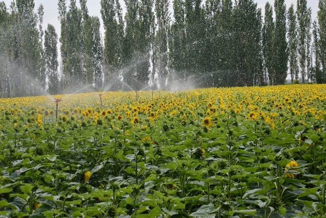 Konya Ovası’nın özlemi KOP, hızlı adımlarla yürüyor
