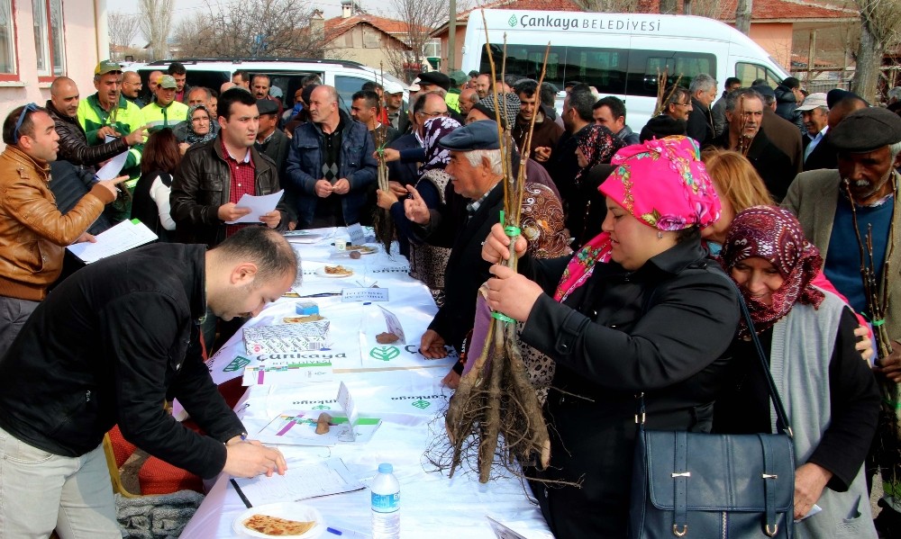 Ceviz fidanları toprakla buluşuyor