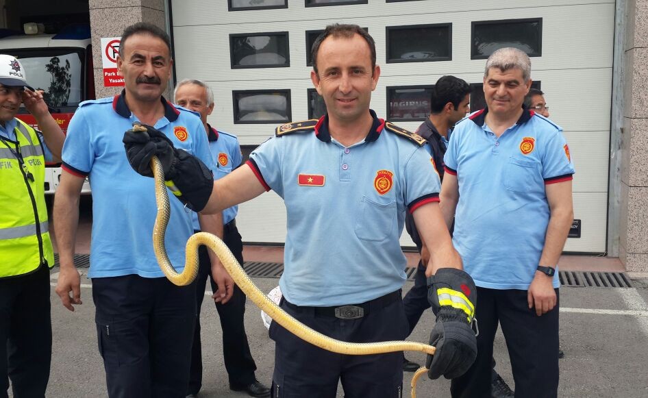 Ankara İtfaiyesi 294 hayvanı kurtardı
